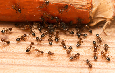 Ants - Quality Pest Control Across Hatfield, Hertfordshire & North London