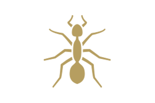 Ants Pest Control in Hatfield and across Hertfordshire