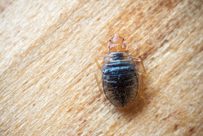 Bed Bugs - Quality Pest Control Across Hatfield, Hertfordshire & North London