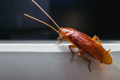 Cockroaches - Quality Pest Control Across Hatfield, Hertfordshire & North London