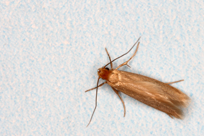 Moths - Quality Pest Control Across Hatfield, Hertfordshire & North London