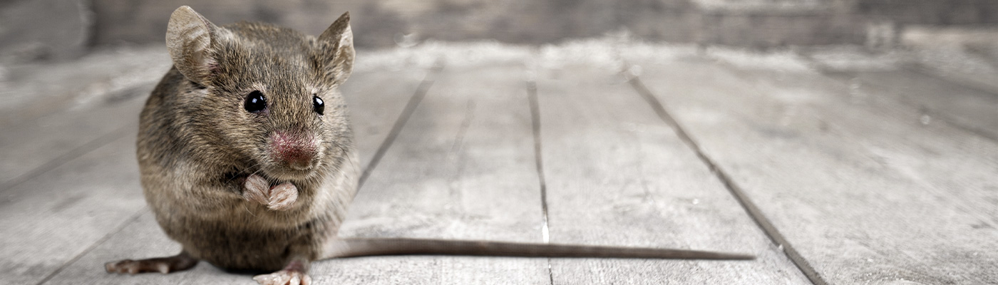 Mouse Pest Control Near Me In Hatfield and Hertfordshire