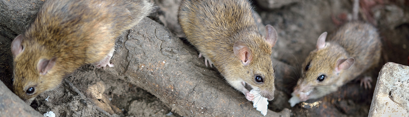 Rodent Control Near Me In Hatfield and Hertfordshire
